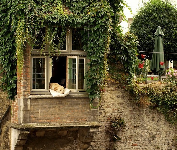 15. Хозяева настолько любят свою собаку, что даже подложили ей подушечку