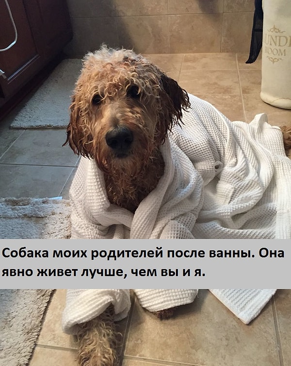 18. Полотенце после ванны? Пффф... У этой собаки есть свой банный халат!