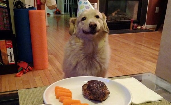 19. А эту собачку решили порадовать на ее день рождения