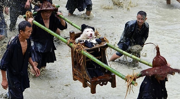 20. Они сделали ему трон! С ума сойти! 😅