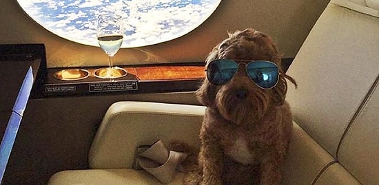 20 избалованных собак, которые живут лучше, чем все мы