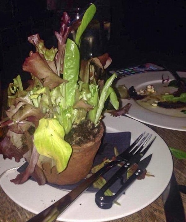 2. Сложно поверить, но этот салат подали все еще растущим в цветочном горшке, наполненном почвой! Клиенту дали пару секаторов, чтобы он смог срезать листья! Да уж! Свежесть салата гарантирована!