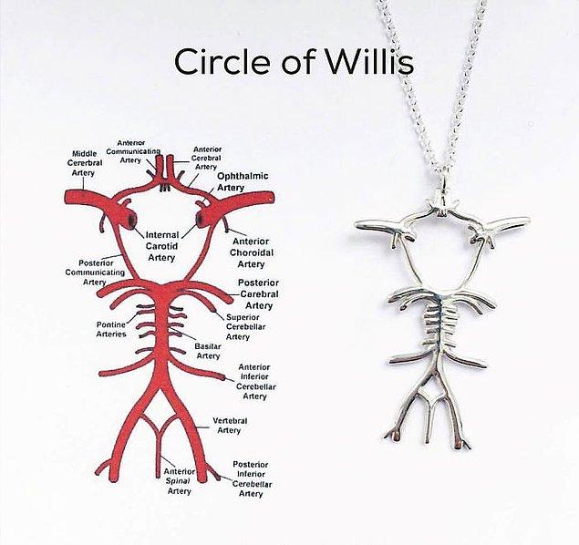 12. Circle of Willis