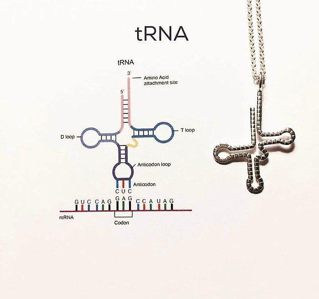 21. Taşıyıcı RNA
