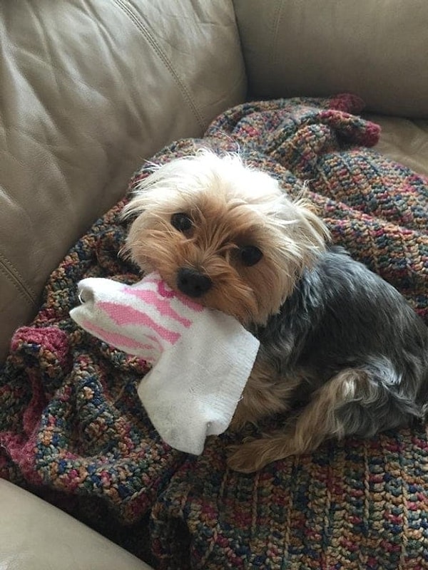 8. Носки постоянно пропадали, и никто не мог понять, в чем дело, пока не поймали эту хитрую мордаху с поличным