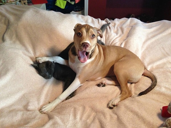 15. "Мой питбуль постоянно доводит кошку до белого каления. Сегодня я поймала его на месте преступления"