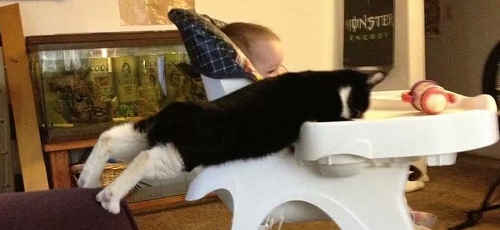 Стоять, ни с места! 20 пойманных с поличным людей и животных