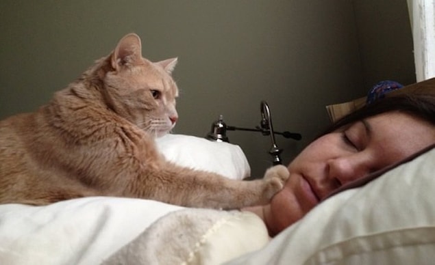 10. Eğer bir kedi dostunuz varsa, çalar saate bile ihtiyaç duymazsınız!