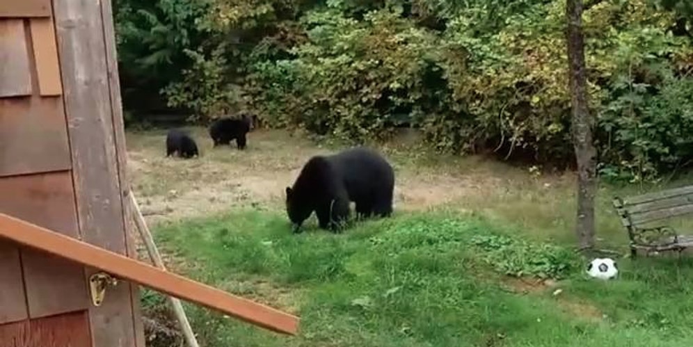 Канадец вежливо выпроводил медвежью семью со своего участка