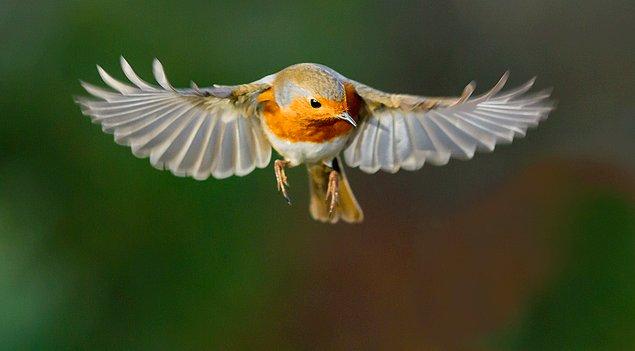 Bilim dünyasında, kuşlarda manyetik pusulanın nasıl çalıştığına dair en iyi açıklamanın bu olduğu düşünülüyor. Ancak bu teorinin kuş davranışlarıyla da ilişkilendirilmesi gerekiyor.