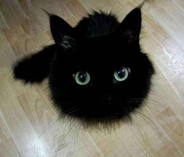 2. Kara kedi mi o?! Eğer bir yerlerde kara kedi gördüysek eyvahlar olsundu.