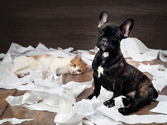 Kedi-Köpek Dostlarımızla Birlikte Yaşarken Evin Temizliğinden Ödün Vermemek İçin 11 İpucu