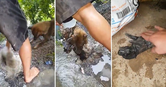 Boğulmakta Olan Yavrusunu Mükemmel Çabasıyla Kurtaran Anne Köpek