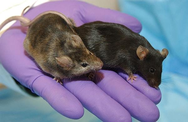5. 2006'da fare lösemi virüsüyle ilişkili olan XMRV adı verilen bir virüs prostat hücrelerinde keşfedilmiş.