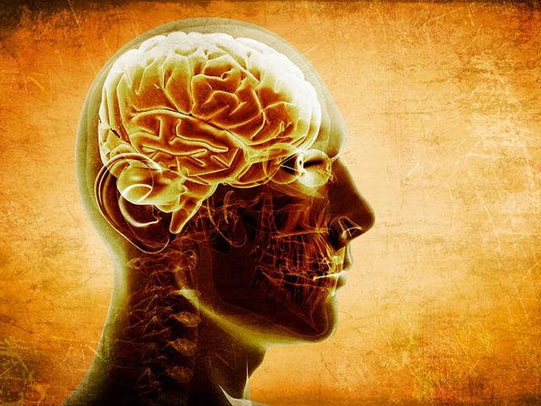 4. Какое из утверждений верно в отношении вашего мозга?