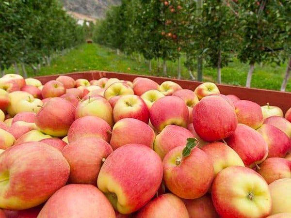 2. Бросание в кого-то яблоком означало, что...