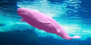 Onlarca Gencin Ölümüne Sebep Olan Blue Whale'e Savaş Açan Oyun: Pink Whale