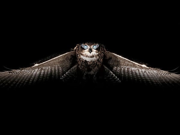 5. Выберите свое тотемное животное: