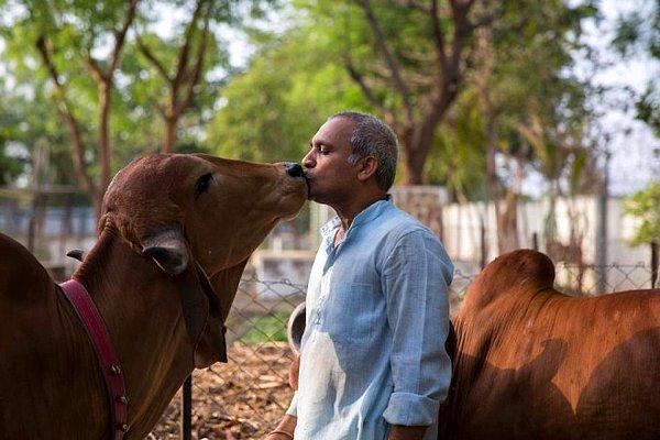Hindistanlı adam, ineklere karşı beslediği aşırı sevgi nedeniyle hayatını tamamen değiştirmiş.