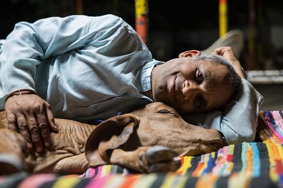 Eşini ve Çocuklarını Terk Ederek İneklerle Yaşamaya Başlayan Adam: Vijay Parsana