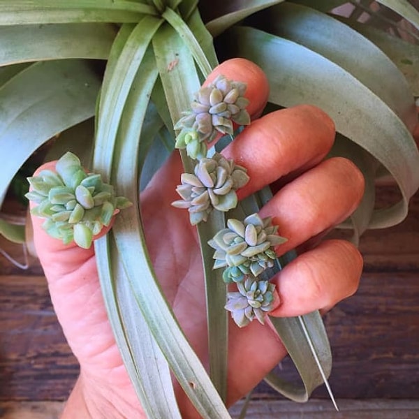 1. Ногти, украшенные живым суккулентами. Бедное растение...