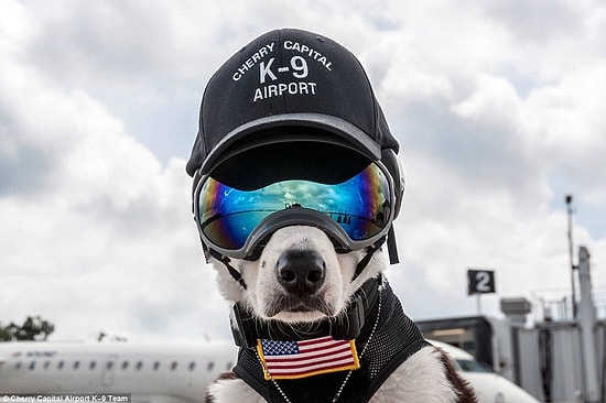 Havaalanındaki Doğal Yaşamı Korumak İçin Çalışan Köpek: Piper