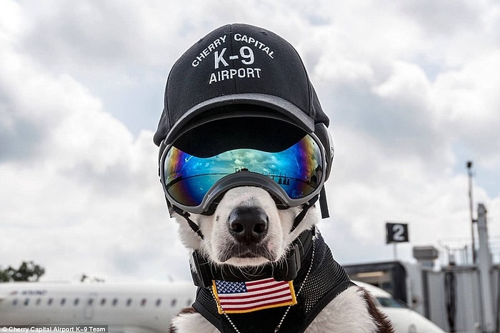 Havaalanındaki Doğal Yaşamı Korumak İçin Çalışan Köpek: Piper