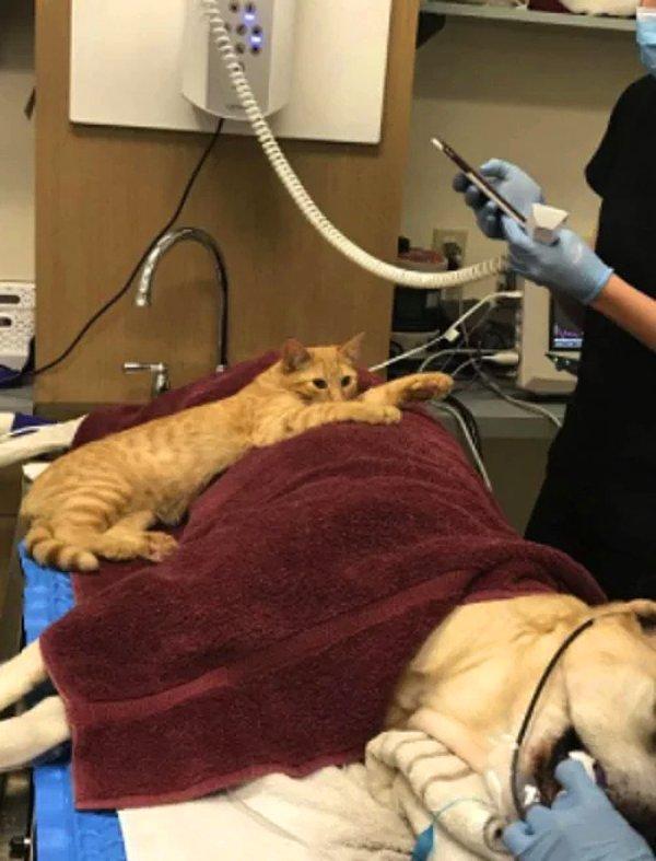 10. "Sokaktan kurtarılan kedi Ron, yaşadığı hayvan hastanesine ameliyat olmaya gelen korkmuş canlılara sarılarak onları sakinleştiriyor."