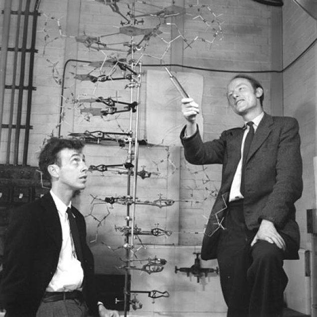 1962'de Francis Crick, James D. Watson ve Maurice Wilkins'e DNA'nın yapısını keşfetmek için Fizyoloji ve Tıp Ödülü verildi.
