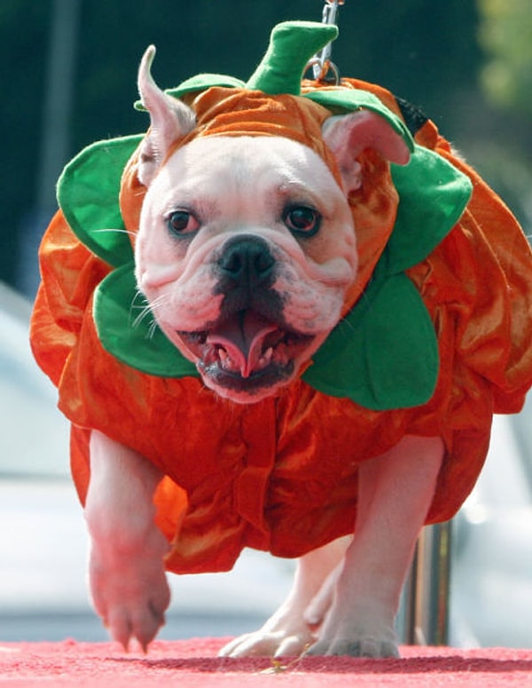 19. Довольно реалистичная тыква)