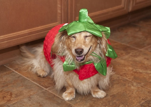 21. Помидорка