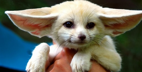 6. Выберите животное: