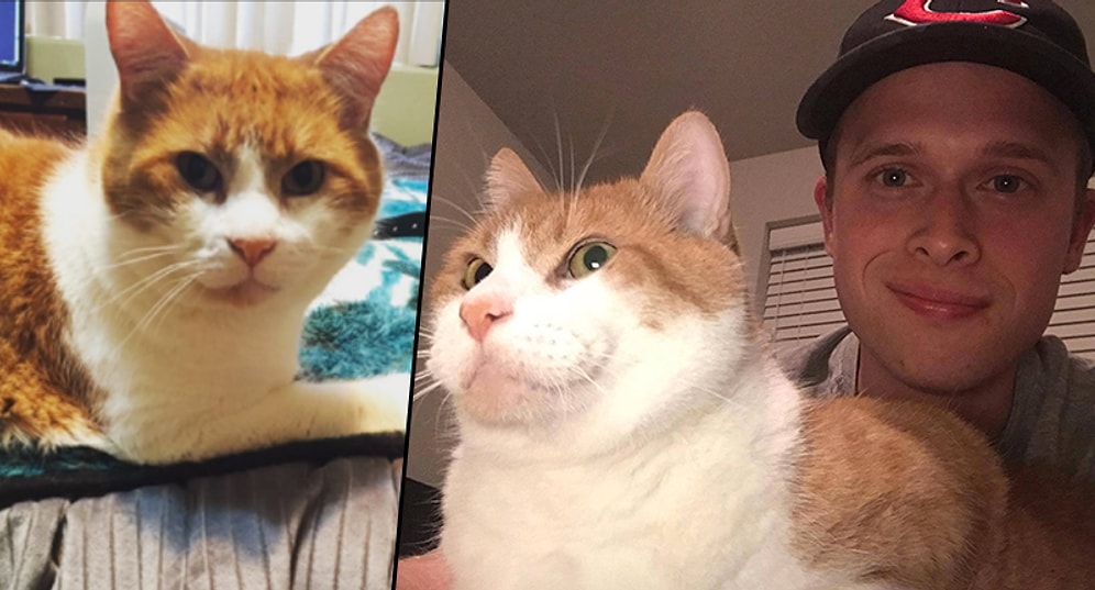 Genetik Farkı Yüzünden Minnak Patilerinde Başparmağı Olan Kedicik Marino ile Tanışın!