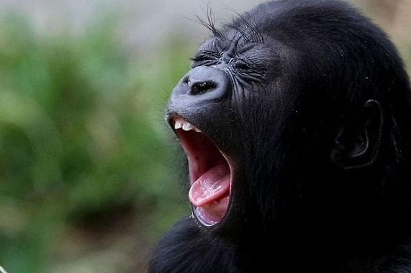 Çalışmanın bir diğer ilginç bulgusu ise şempanzelerin sadece ağızlarını açan şempanze videolarına değil, gerçekten esneyen hemcinslerinin videolarına karşılık olarak esnediğiydi.