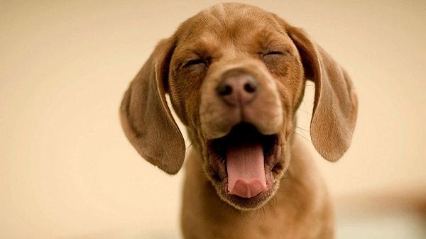 University of London'da yapılan araştırmaya göre, köpeklere insanlardan esneme bulaştığı tespit edildi. Çalışmada, 29 köpekten 21'i önünde bir kişi esnediğinde esnedi, ancak insan sadece ağzını açtığında karşılık vermedi.