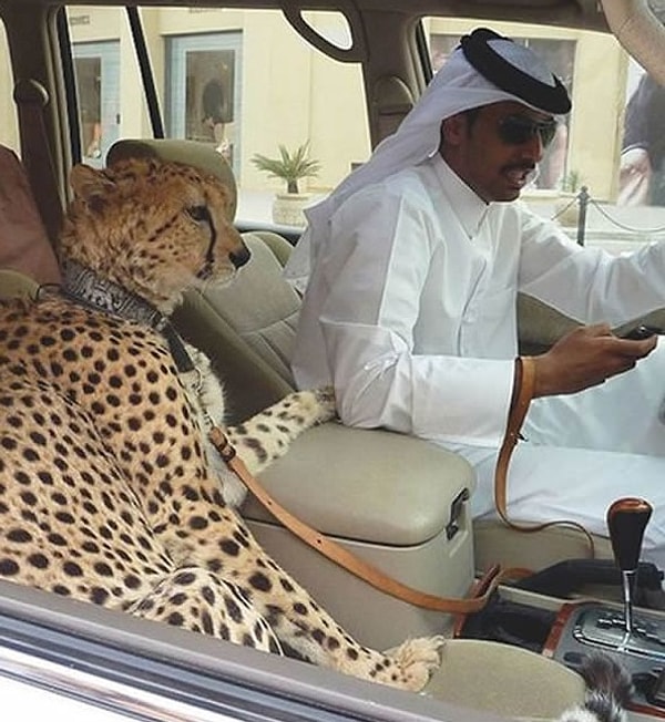 5. Ну, или гепард в качестве компаньона
