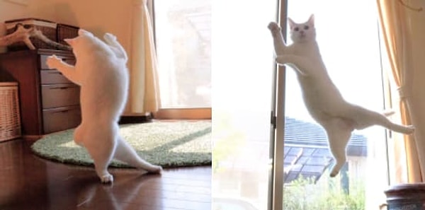 20. Какой изящный танцор. Ему бы танцевать балет в Большом театре