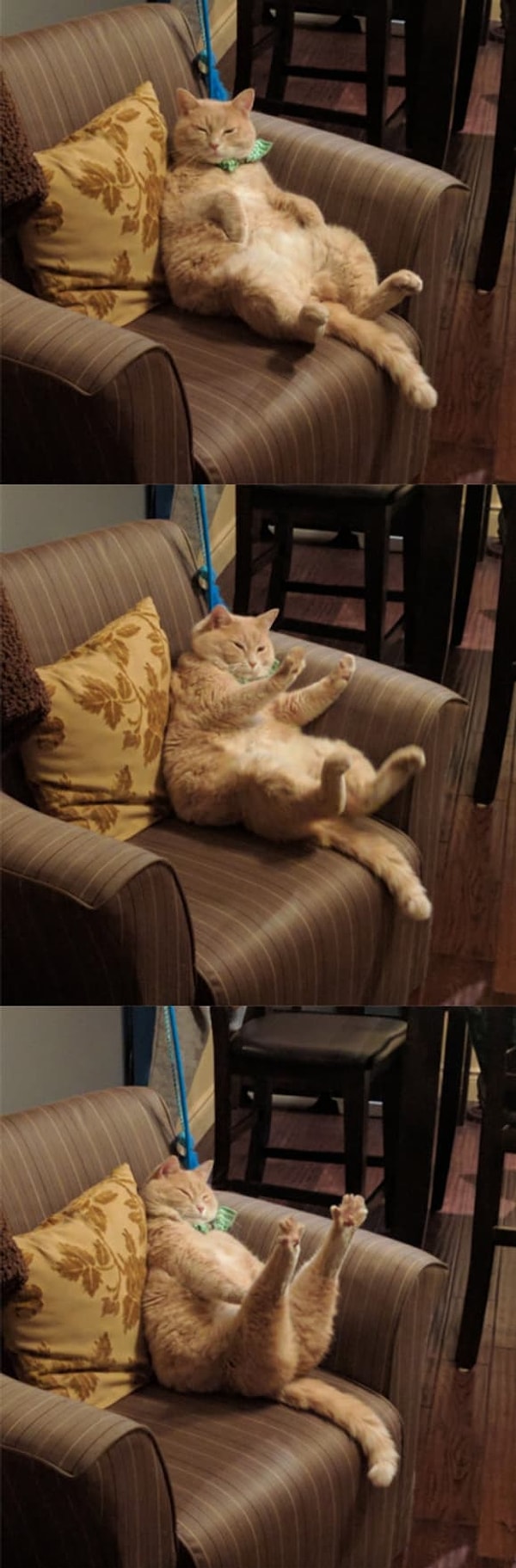 17. Никак не можете заняться растяжкой? Этот котейка вдохновит вас на занятия!