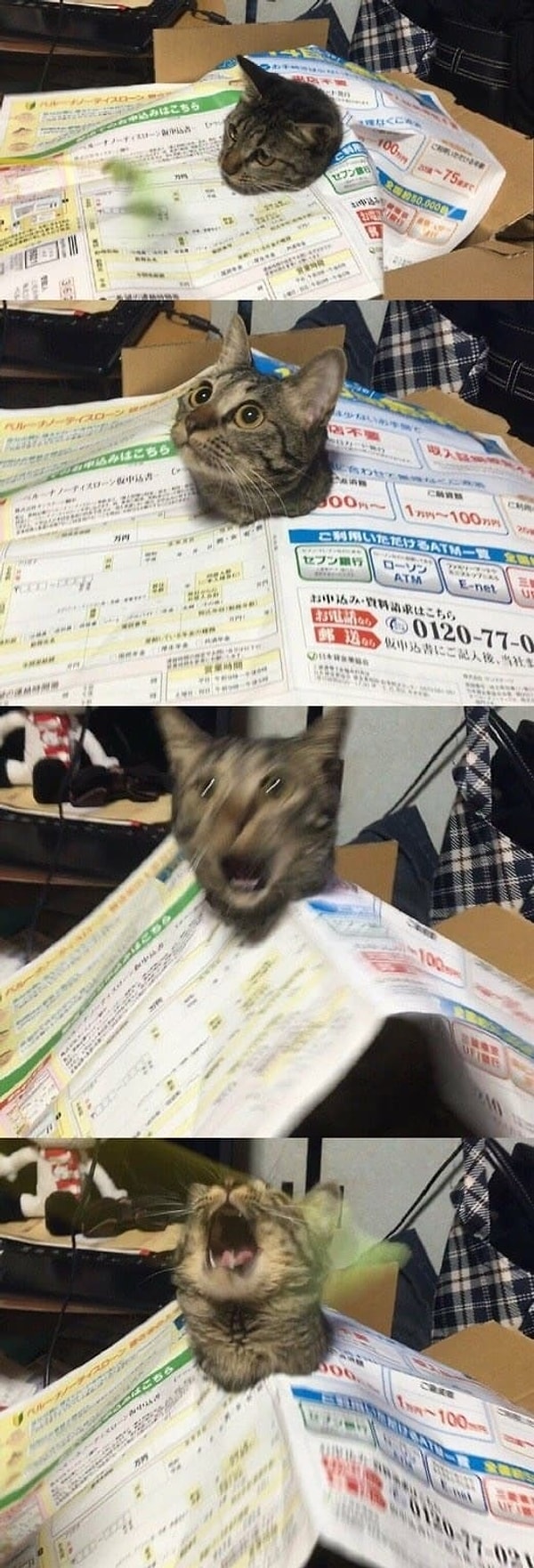 11. Все стадии кошачьей паники