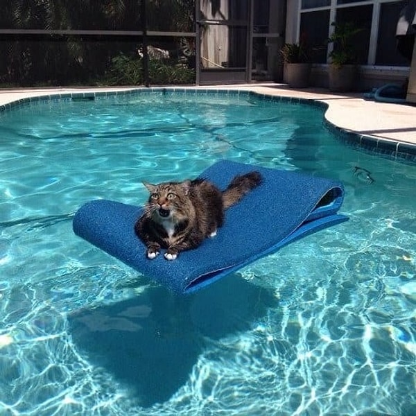 2. Морда этого котейки выражает всю гамму эмоций. Бедняга