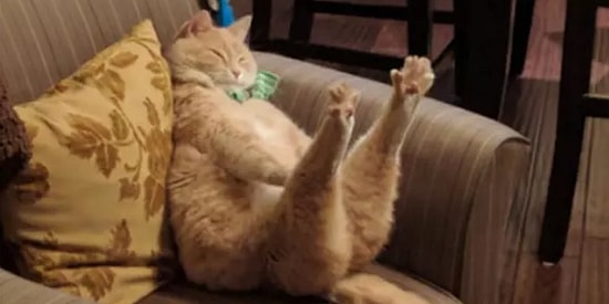 Топ-27 самых крутых, милых и смешных фото с котейками с просторов интернета