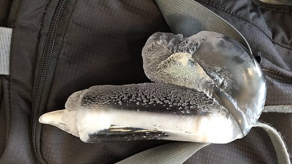 2. 3D-модель мышиного полового органа