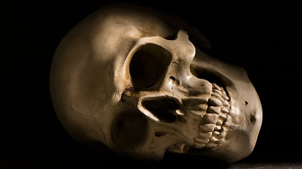 3. Человеческие черепа