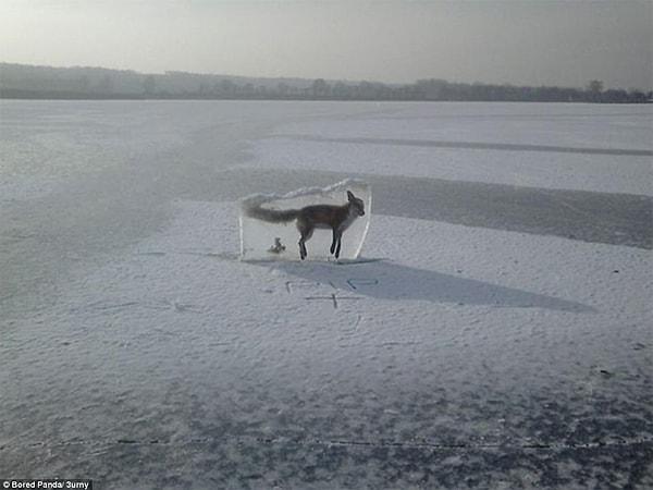 1. Buzun içinde donup kalan zavallı tilkiyi, gölün üzerinde yürümek isteyen insanlara uyarı olsun diye oraya koymuşlar.