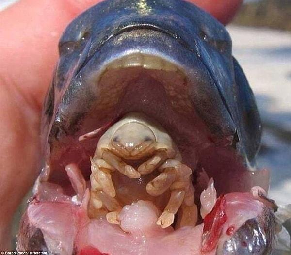 3. Cymothoa Exigua önce balığın solungaçlarına yerleşen, daha sonra dilini kemirip bitirdikten sonra yerini alan bir parazit türü.