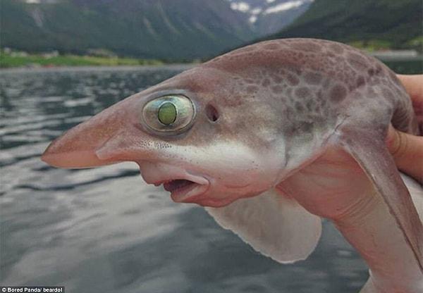 20. Bu balığın yüzü ve ifadesi ise kabuslarımıza girecek kadar tuhaf!