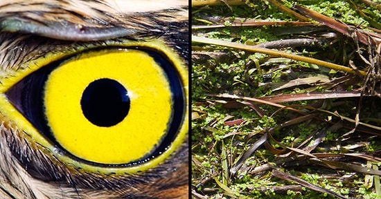 Обнаружить всех замаскированных животных смогут лишь люди с глазом как у орла