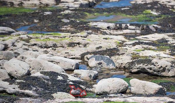 Посмотреть правильный ответ: