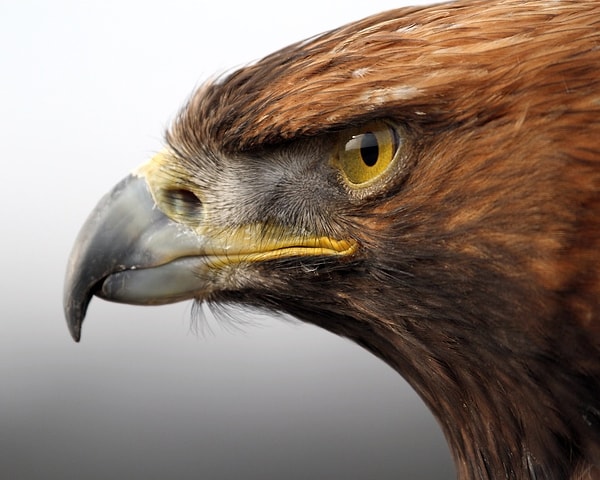 Поздравляем, у вас точно орлиный глаз!