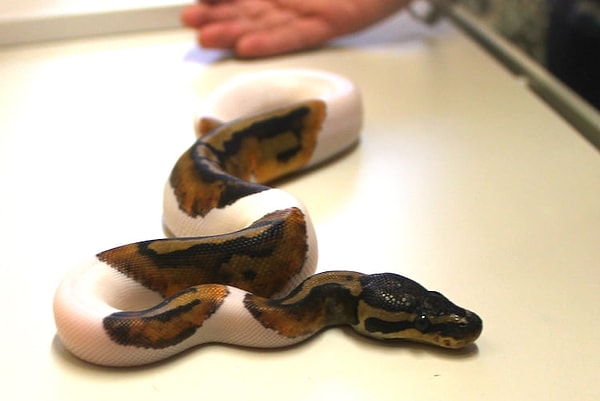 4. Если вы уже подумываете завести себе змейку, подумайте об этом дважды.